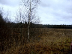 Земельный участок в Калязинском районе (5,4 Га)